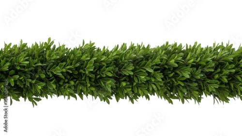 Tableau sur toile Isolated garland of boxwood leaves for holiday designs, decoration, garden, and