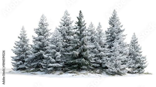 A group of snow-covered evergreen trees stands together in a winter landscape.