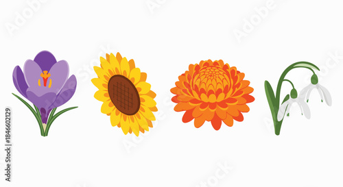 Simple vector illustration collection of vibrant spring summer flowers Crocus Sunflower Chrysanthemum Snowdrop Blossom Isolated