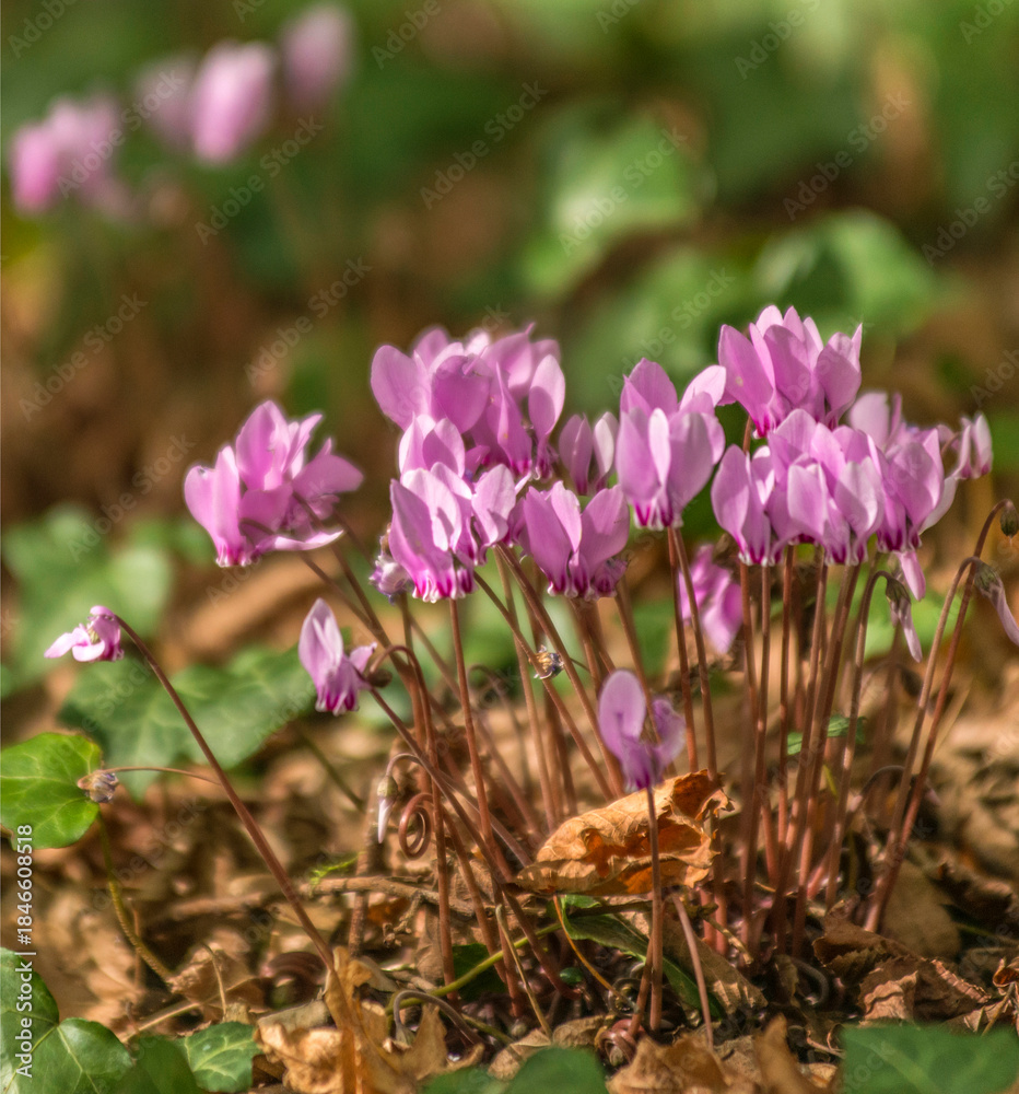 Fototapeta premium Cyclamens printaniers dans le jardin de la propriété de George Sand à Nohant, Indre, France