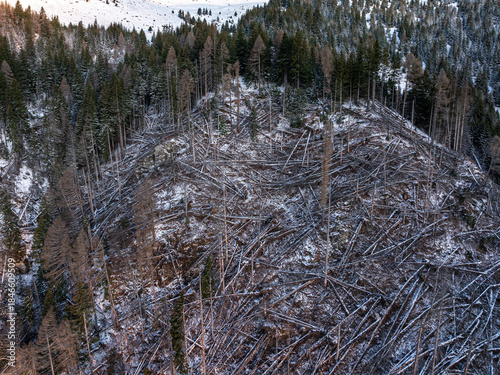 Deforestation and global warming. Aerial view of a mountain forest devastated by wind or storm, showing thousands of fallen trees covered in light snow during winter or early spring.