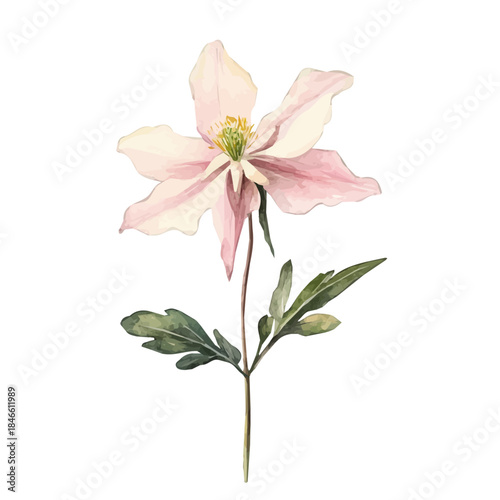 Watercolor_style_painting_of_a_columbine_flower_on_a_white, Hand-painted style, vectorized, vector set available in EPS An Elegant watercolor painting design