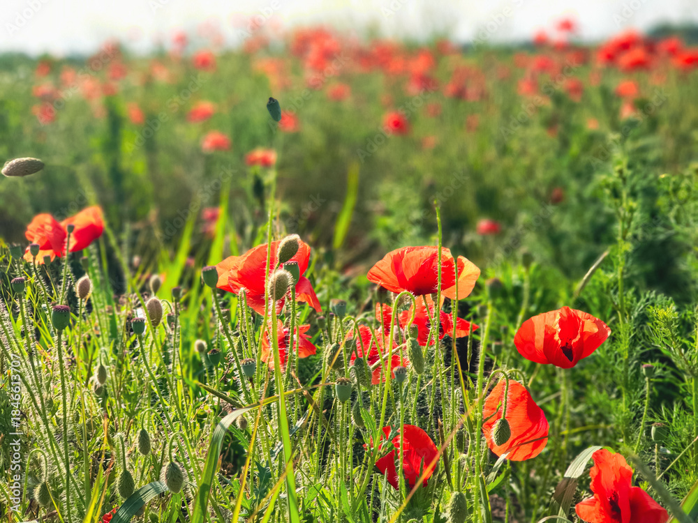 Obraz premium field of poppies