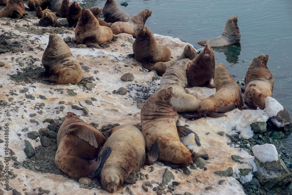 Fototapeta premium Wild Sea Lions of Petropavlovsk Kamchatsky Coast