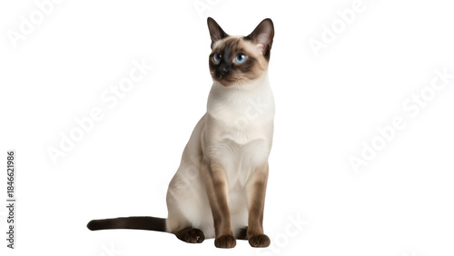 Photography Isolated seal point Siamese cat sitting upright with a curious, friendly express