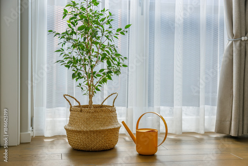 Ficus Benjamina houseplant in a woven basket next to a yellow metal watering can standing on a wooden floor in front of a window illustrating home plant care concept