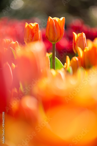 チューリップ畑の眺め