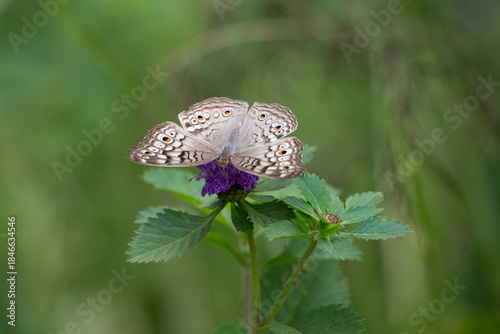 Grey pansy butterfly resting on flower with wings spread open