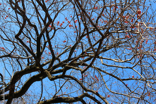 Wallpaper Mural Ripe persimmon hanging on tree branches in winter background. Fresh fruits growing on a leafless Japanese persimmon tree in natural forest. Torontodigital.ca