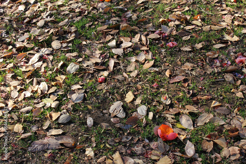 Wallpaper Mural Close up of fallen leaves and broken Japanese persimmon on the grass in autumn background. Torontodigital.ca
