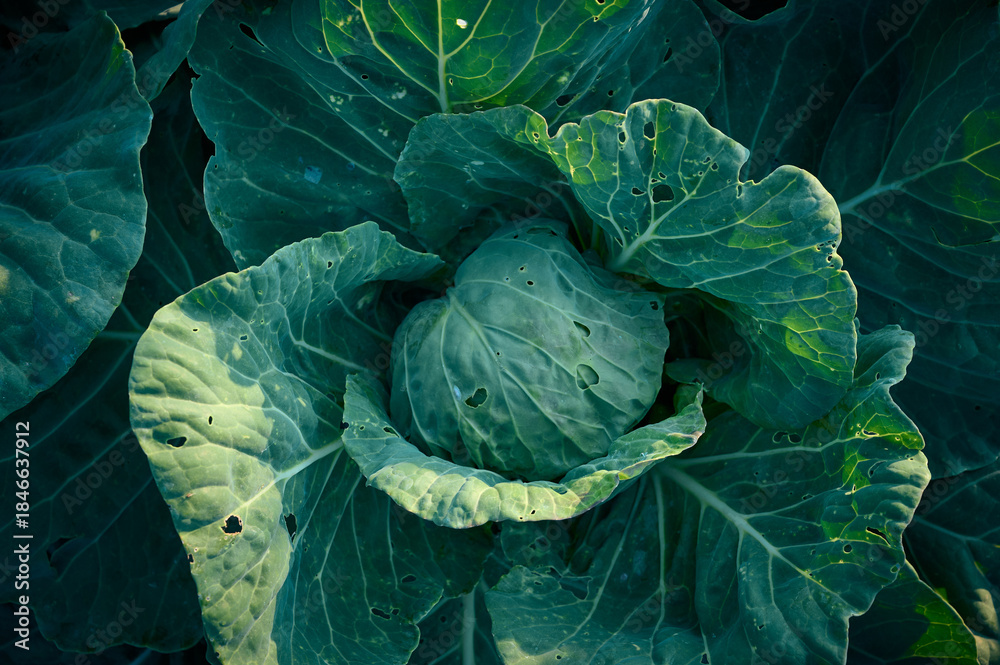 Fototapeta premium Organic cabbage grow in the vegetable garden.