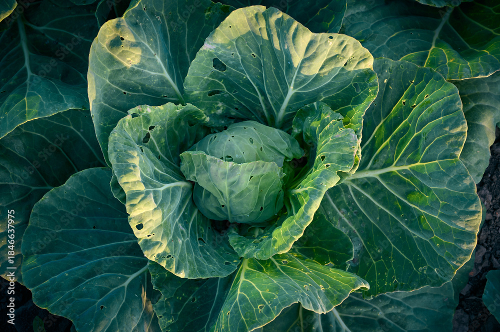 Fototapeta premium Organic cabbage grow in the vegetable garden.