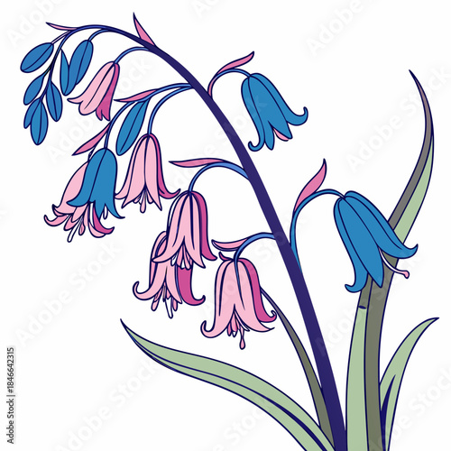 hyacinthoides popup eria with leaves