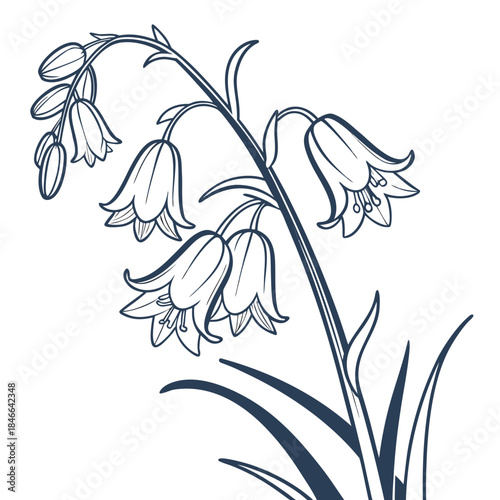 hyacinthoides popup eria vector