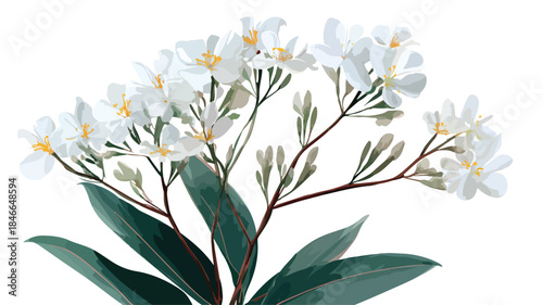 Detailed Vector Drawing of Plant with White Flowers and Outline