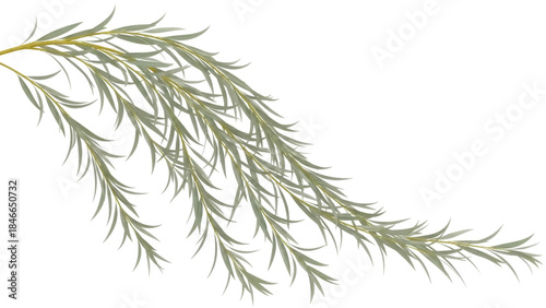 Isolated branch of drooping silver willow leaves, weeping foliage, Salix alba, plant cut out