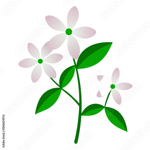 creeping phlox white flower vector on white