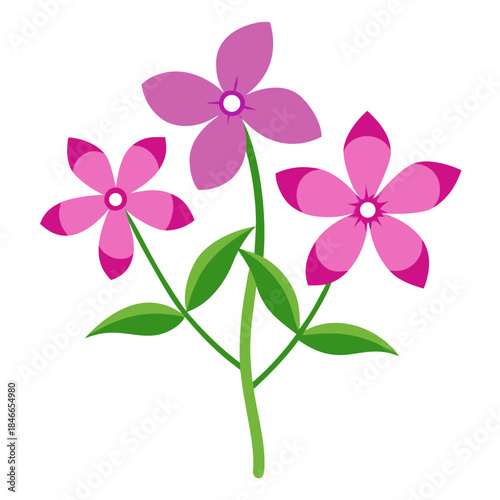 creeping phlox white