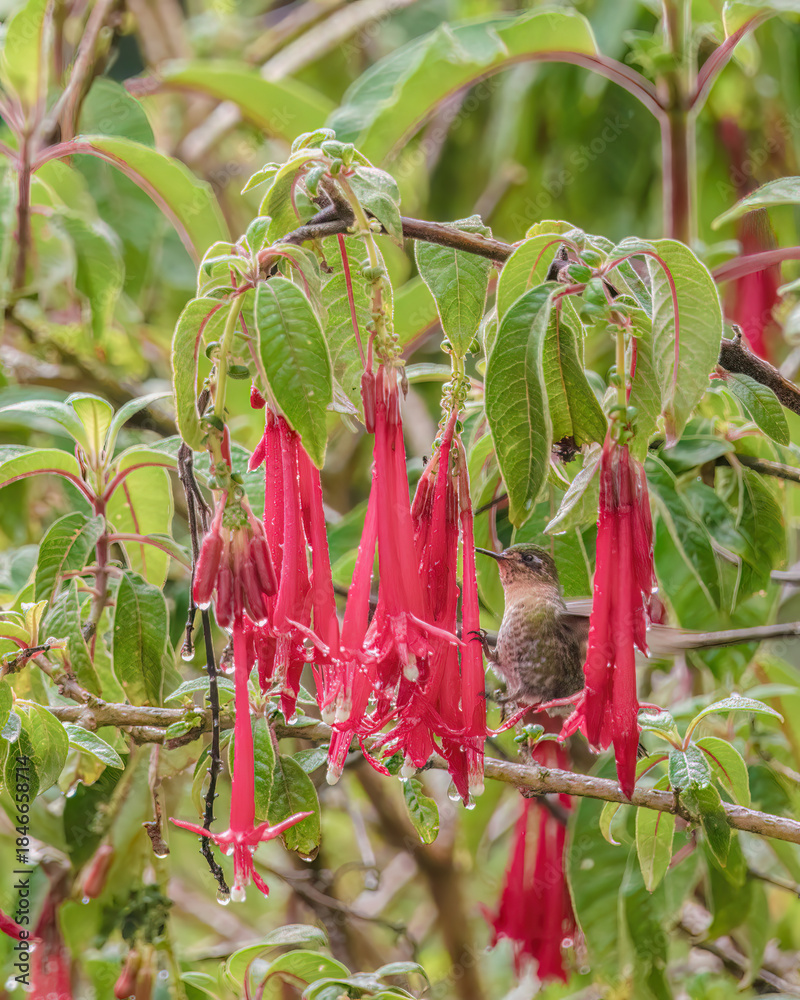 Naklejka premium A tyrian metaltail hummingbird feeding on fuchsia Boliviana flowers, in a forest in the eastern Andean mountains of central Colombia, near the Iguaque natural reserve.