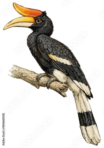 Buceros rhinoceros illustration art