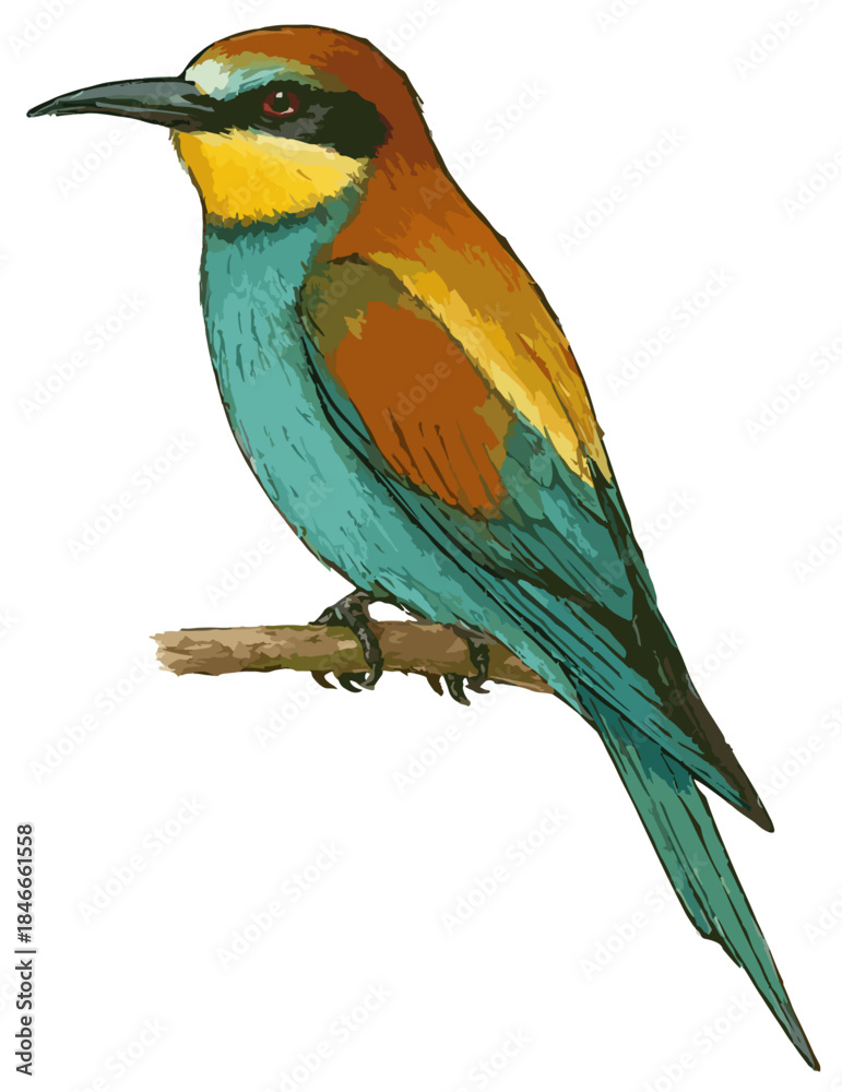 Obraz premium Merops apiaster illustration art