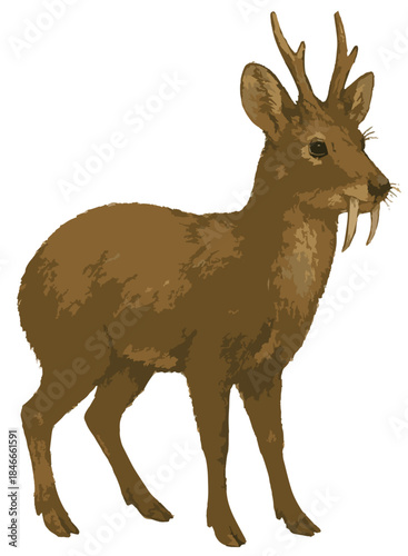Moschus moschiferus illustration art