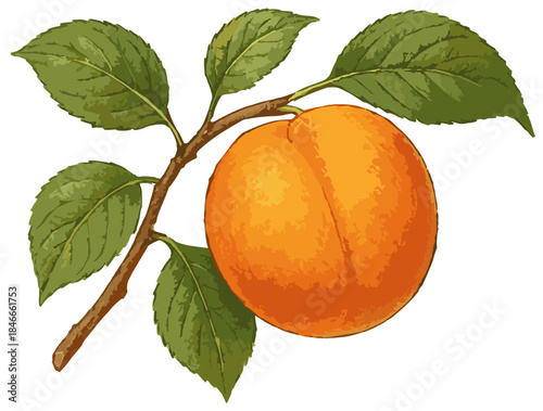 Prunus armeniaca illustration art