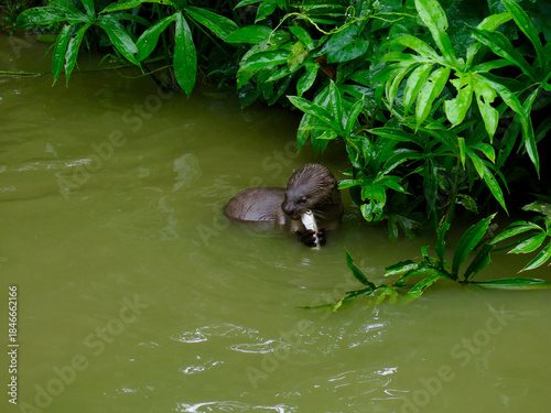 Foto Otter eating a fish while swimming in a river