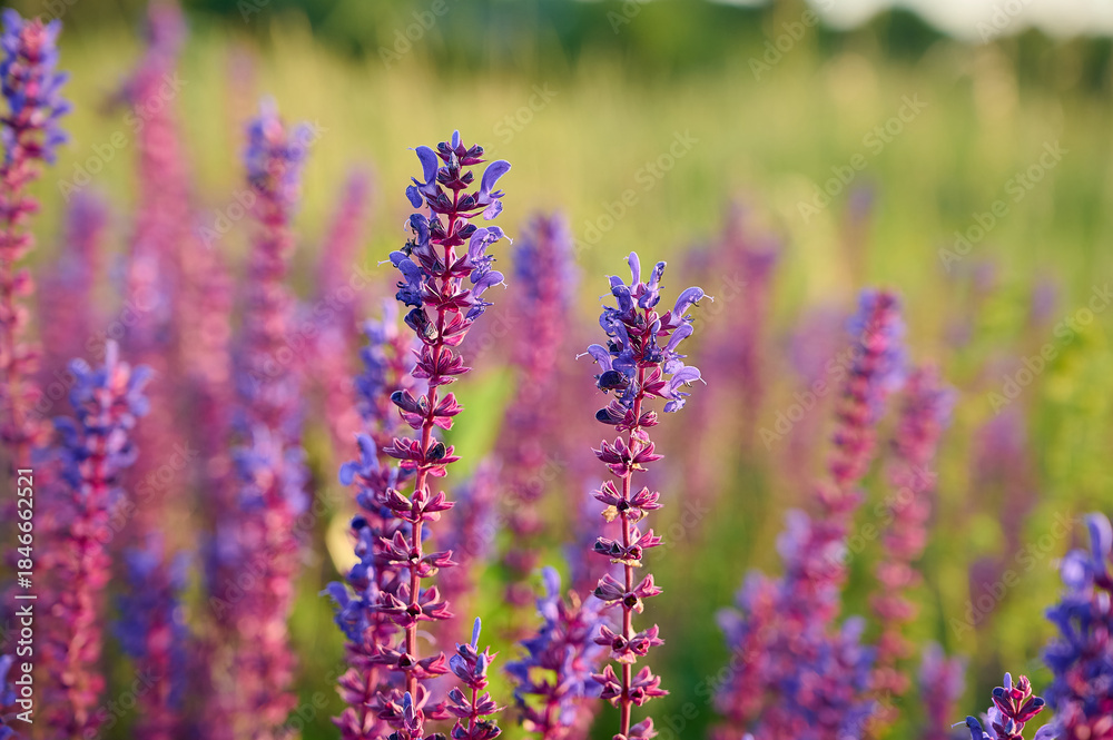 Obraz premium Purple sage flowers blooms in the summer meadow.
