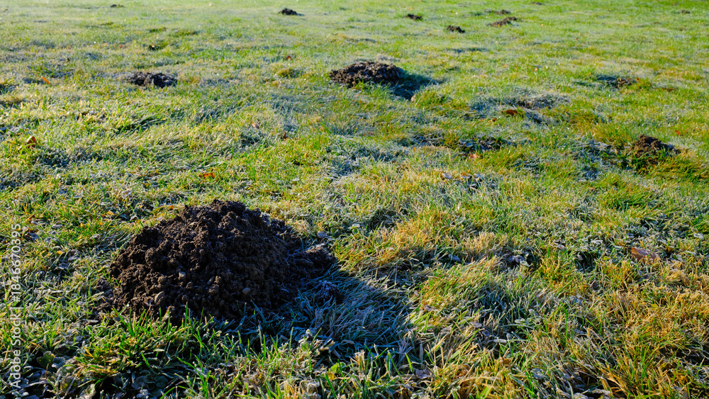 Fototapeta premium Kopce kreta na zimowym trawniku