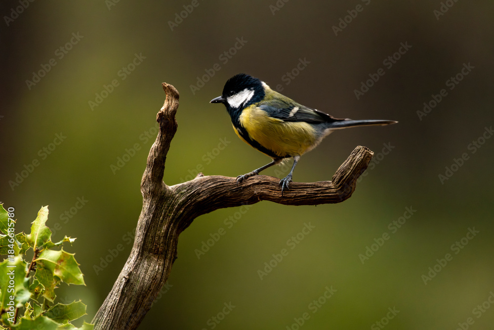 Naklejka premium Great tit bird (Parus major) perching on a rustic dead branch against a soft green background, showcasing its vibrant yellow, black, and white plumage in a natural woodland setting - stock photo