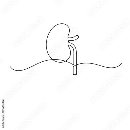 Human kidney, continuous one-line drawing, minimalist medical outline vector illustration
