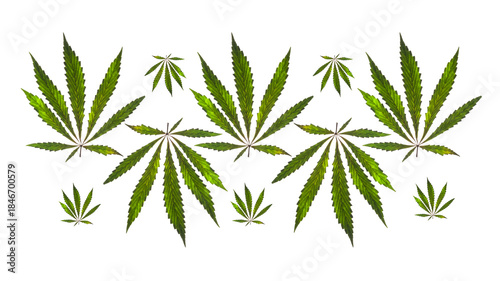 Green Cannabis Leaves Arrangement on White