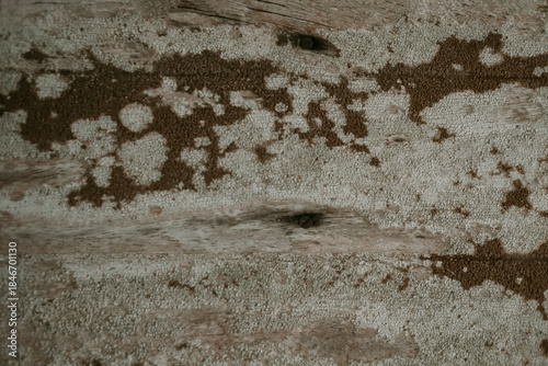 rusty  wooden and mold on wood  background
