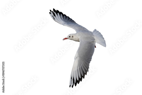 Beautiful seagull flying isolated on transparent background.	