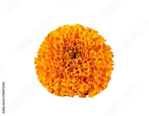 Fluffy, vibrant orange bloom with ruffled petals against black
