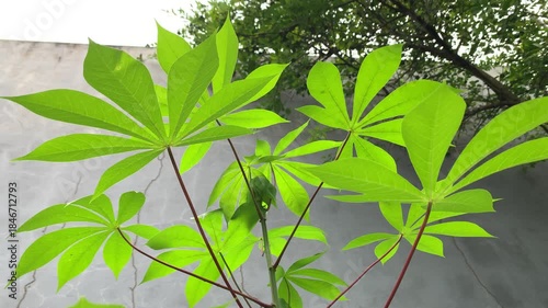 cassava leaves in a garden