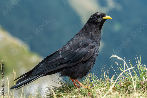 Chocard à bec jaune (Pyrrhocorax graculus)