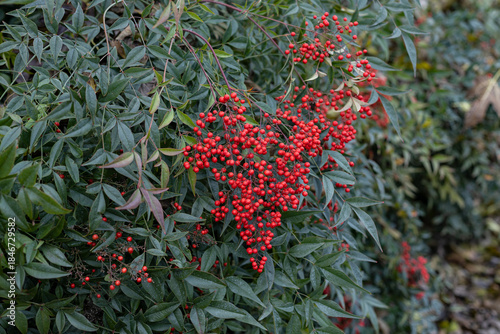 The berries of a Nandina domestica, also known as nandina, heavenly bamboo or sacred bamboo. The red berries are poisonous. Nandina is widely grown in gardens as an ornamental plant.
