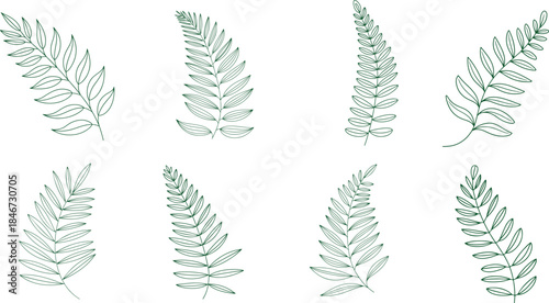 Collection of line drawing  fern leaf line art on the white background, Vector illustration. Concept for logo, card, banner, poster, flyer. 