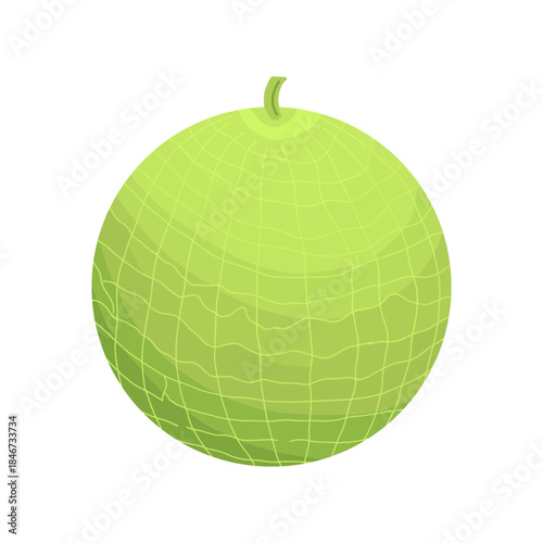 Whole green honeydew melon vector illustration isolated on white background