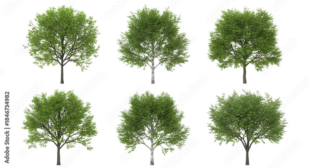 Obraz premium 6本の緑の葉を持つ様々な広葉樹の木々、白背景、PNG