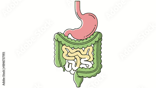 Illustration of Human Digestive System with Emphasis on Intestines and Stomach Anatomy