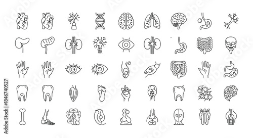 Human organ icon set isolated on collection of medical and anatomical symbols vector illustration of body parts in outline style