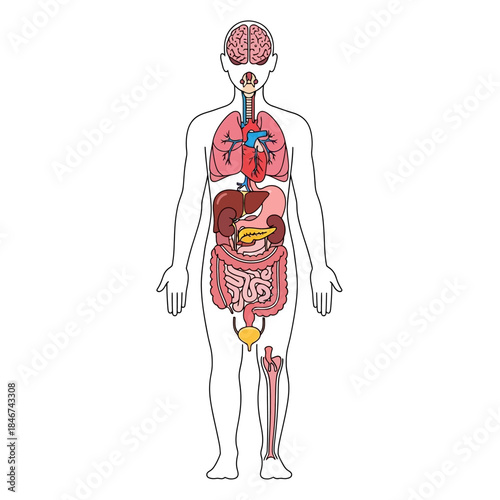 Detailed anatomical illustration of the human body revealing internal organs for medical study and