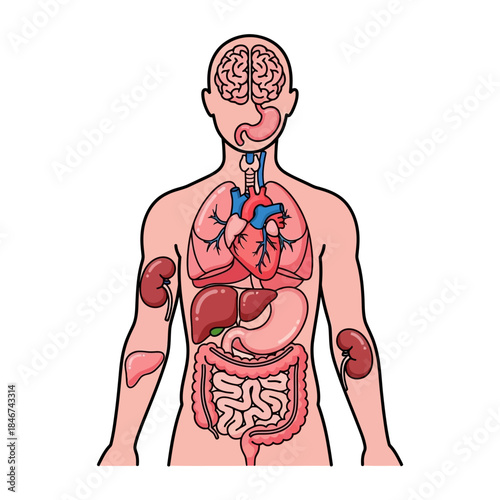 Educational illustration depicting the intricate human anatomy and vital organ placement with