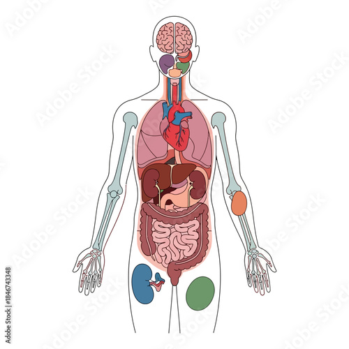 Anatomical human figure displaying internal organs for educational or medical usage purposes