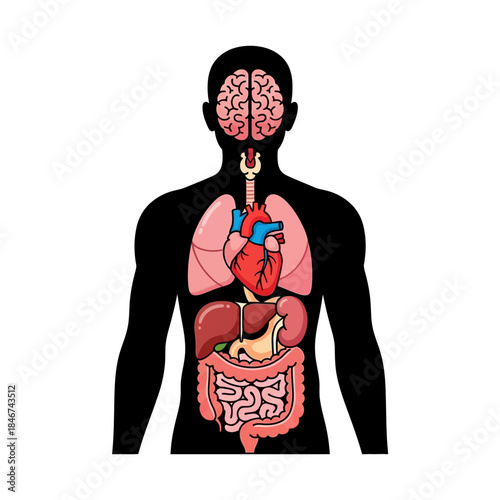 Human body anatomy displaying internal organs for medical and educational presentations showcasing