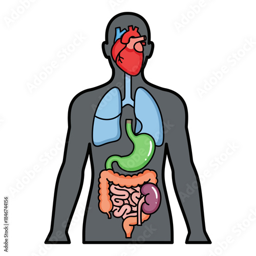 Human anatomy illustration depicting vital organs for medical and educational purposes to show