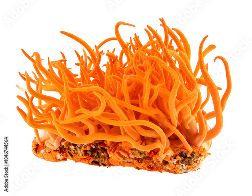 Vibrant orange fungal stalks erupting from a dark base